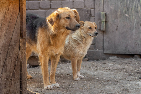 两只悲伤的无家可归的被遗弃的棕色狗在为图片