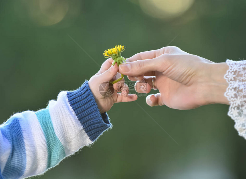 给一朵花母亲和儿子的手图片