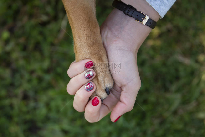 人的手握着狗爪子图片