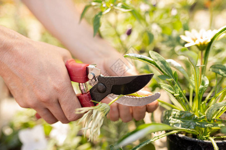 女园丁在花园或温室工作时用剪枝在花盆图片
