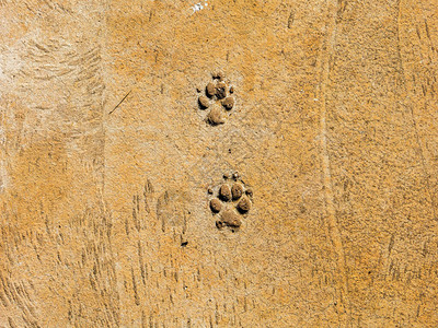 水泥地板上的狗脚图片