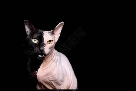 黑人家猫和黑本底被孤立的无毛青春猫Sphynx图片