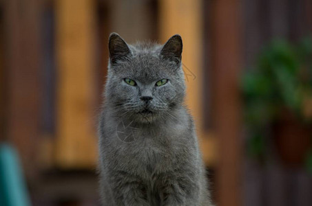 在栅栏上摆银猫背景图片