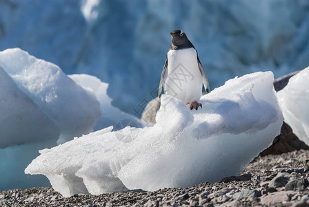 南极半岛内科港的巴布亚企鹅图片