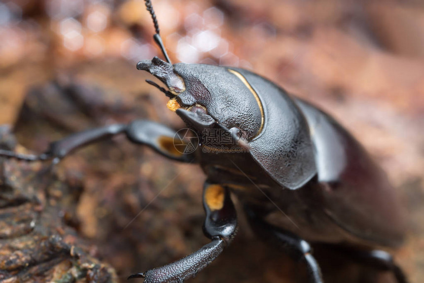一只雌鹿甲虫LucanusCervus在图片
