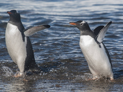 根托企鹅在南极海滨内图片