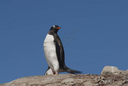 GentooPento企鹅PygoscelispapuaNek图片