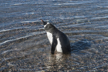 GentooPento企鹅在AntNeko港的南图片