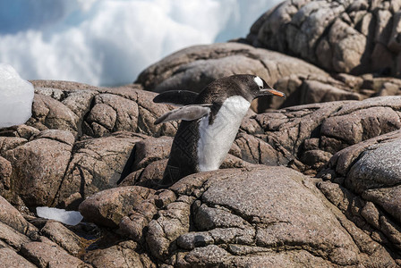 Gentoo企鹅在岩石上行走Ant图片