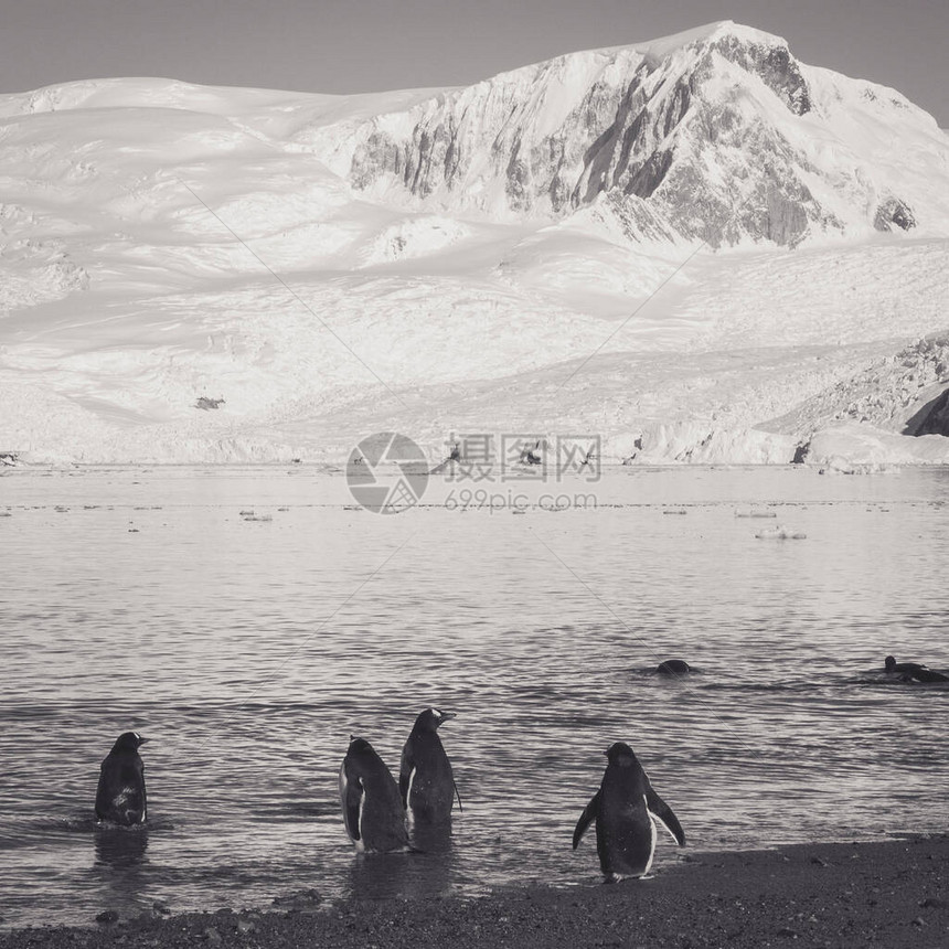 GentooPento企鹅图片