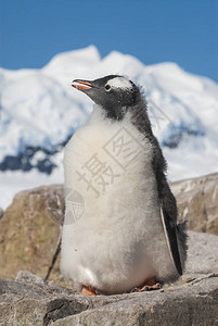 GentooPento企鹅PygoscelispapuaNeko图片