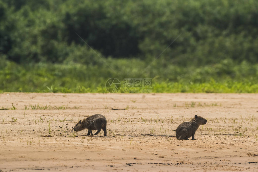 海滩上的Capybaras河岸宽亚巴河图片