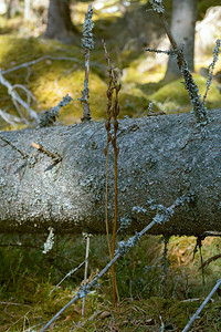 干燥的低层蝴蝶兰花草林中的普拉坦捷拉双fol背景图片