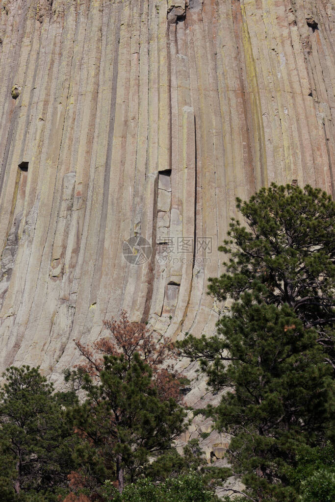 仔细看一眼垂直岩石的柱子和怀俄明州的魔鬼塔纪念碑底部有松树的横向裂缝图片