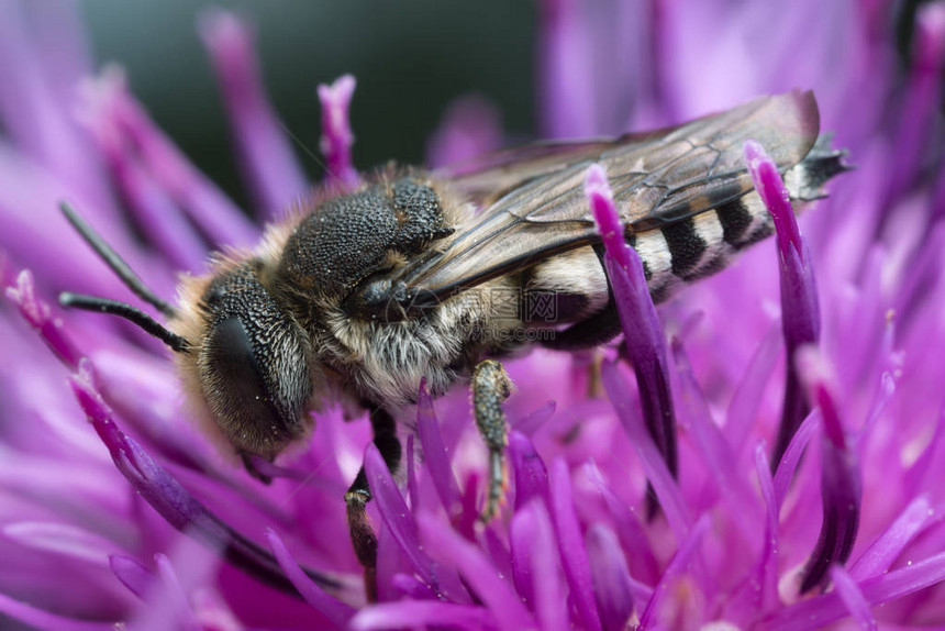 切叶蜜蜂的宏观照片喂食本虫的可e图片