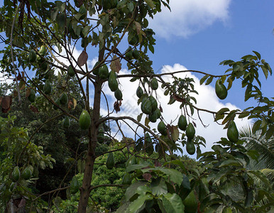 塞舌尔芒果树的照片图片