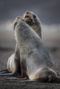 南极毛皮海豹霸权岛海滩的Arctophop图片