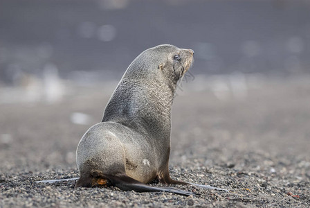 南极皮海豹在海滩图片