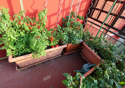 大花盆上种满番茄的城市花园图片
