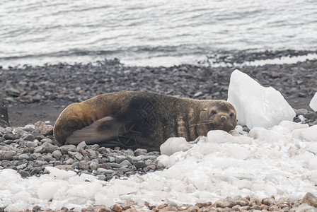 南极海豹南极的图片