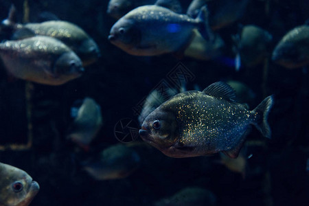 在暗水族馆的水下游泳的发光鱼类有图片