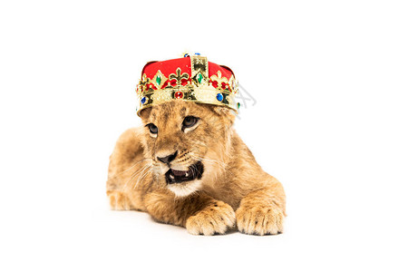 金冠和红冠的可爱狮子幼狮图片