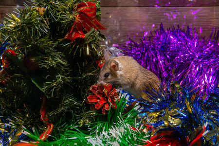 可爱的活老鼠正在新年装饰品中的小圣诞树下寻找礼物图片