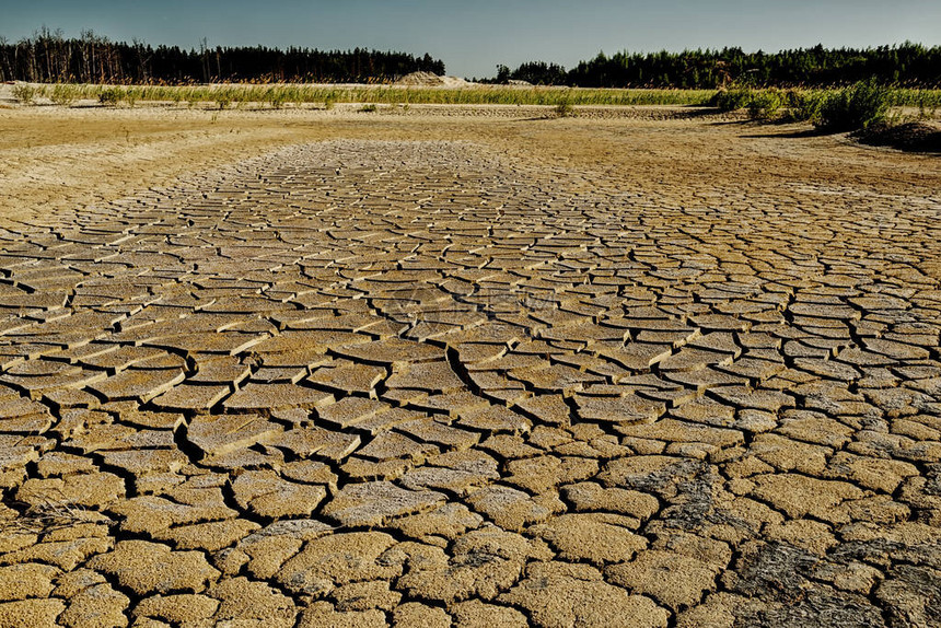 被砍伐森林的荒地上裂开的干图片