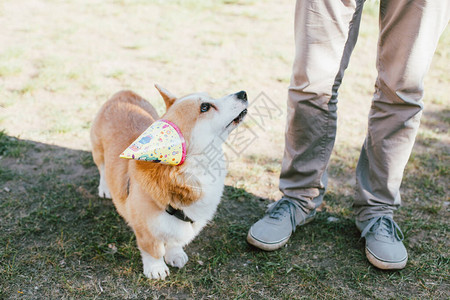 夏日快乐狗与朋友生日节假日庆祝图片