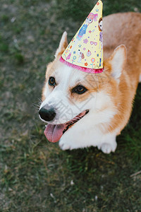 快乐的狗在夏天生日节日庆典图片