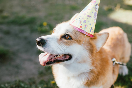 快乐的狗在夏天生日节日庆典图片