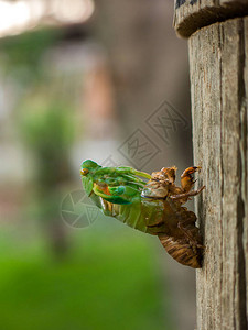 蜕皮蝉幼虫节肢动物门同翅目高清图片