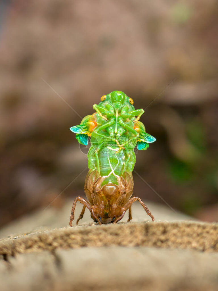 蜕皮蝉幼虫图片