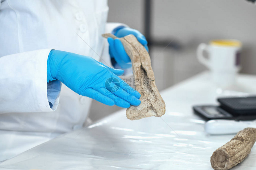 实验室考古研究员展示了鹿角是如何在史前被用作工具的图片