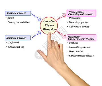 CircadianRhythm干扰高清图片