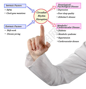 CircadianRhythm干扰高清图片
