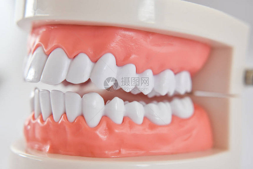 为研究口腔卫生而缝合牙齿模型用于图片