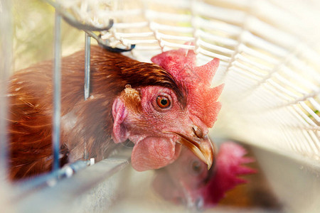 生态农场和自由出境的母鸡或农家母鸡在笼子里图片