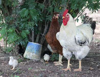 一只白公鸡和一只彩色母鸡和两只小鸡罗文灌木下农村庭图片