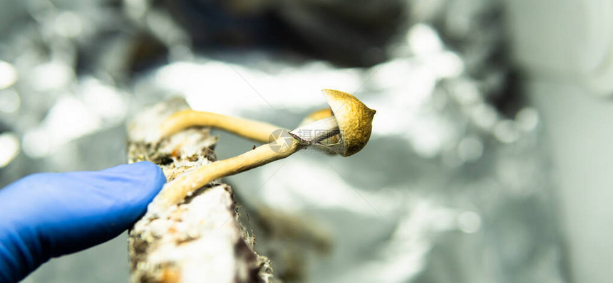 世界上休闲psilocybin蘑菇的种植关于致幻蘑图片