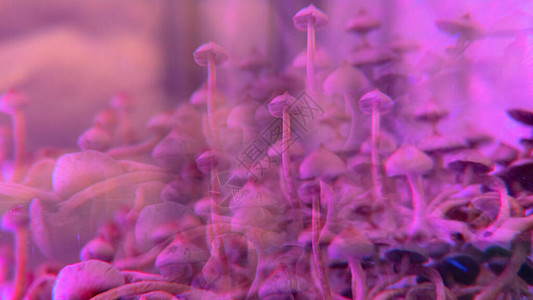 人类心灵上的植入蘑图片