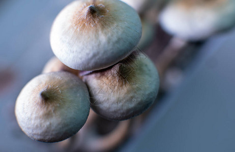 有关单筒球蘑菇对人体和人脑的影响的科学图片