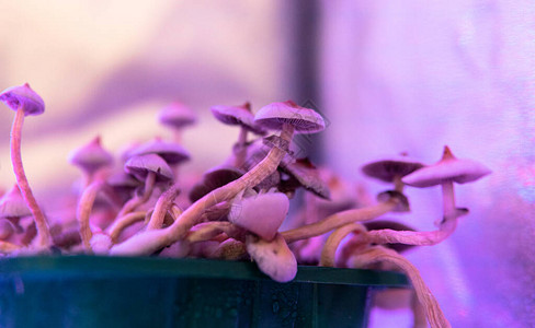 种植花生蘑菇食用魔法蘑菇的文化Psiloc图片