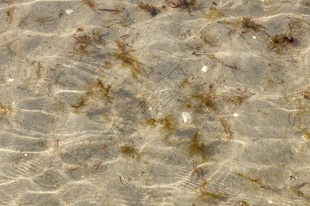 小波下有沙贝壳和藻类的海床图片