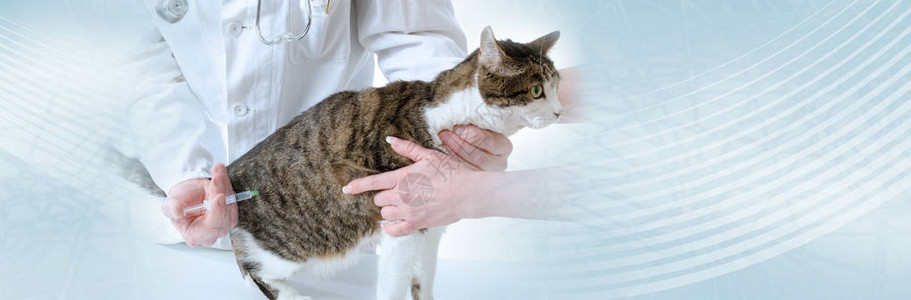 在兽医诊所给猫注射兽医全景横幅图片