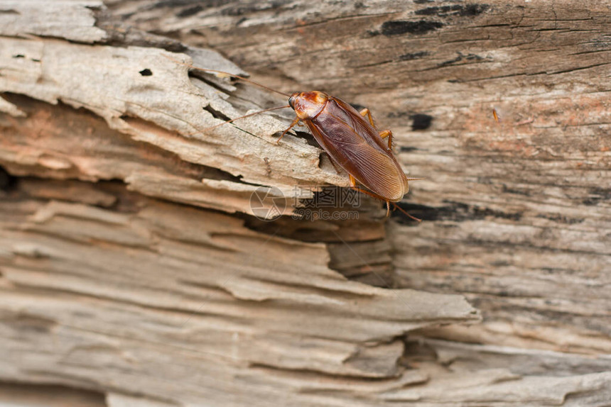 木地板背景上的蟑螂图片