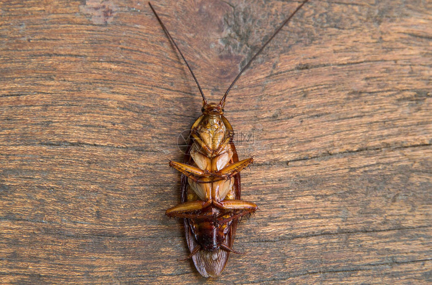 关闭在木背景的一只蟑螂图片