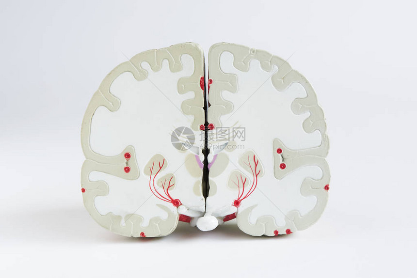 白色背景的人工体大脑模型前端部分图片