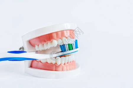 牙颌模型持有牙刷展示刷牙图片