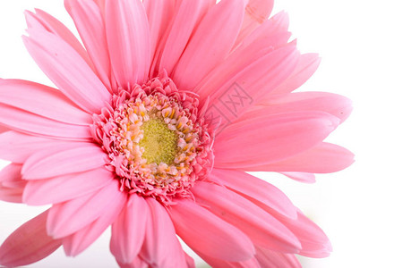 粉红色的雪花在春天盛开美丽的一朵花在白色图片